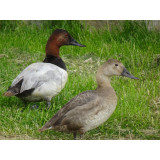 Blonde Canvasback Pochard